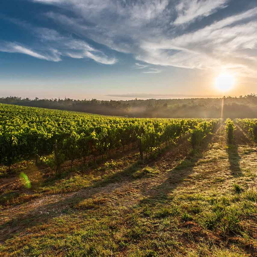 Découvrir Rivesaltes